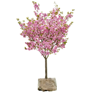 重瓣樱花树苗盆栽阳台庭院耐寒花卉绿植物高杆晚樱花园种植风景树