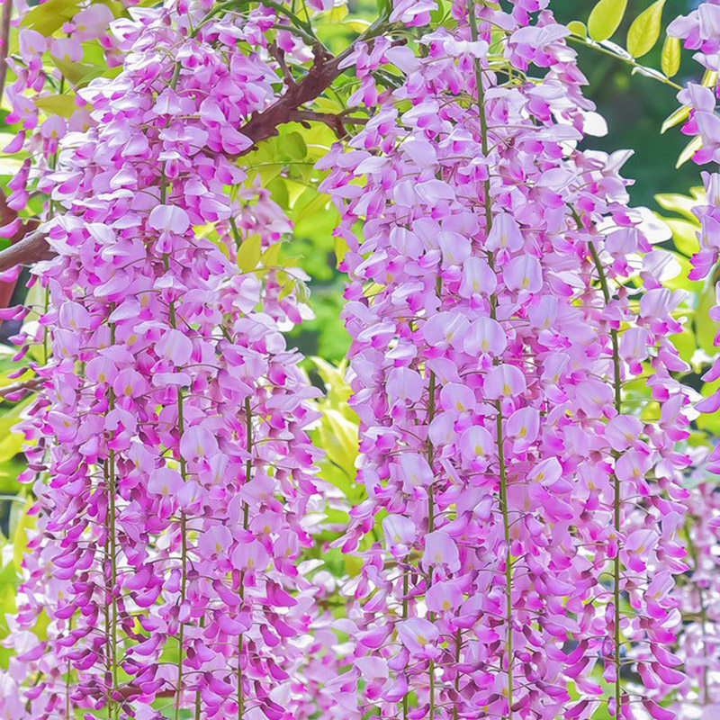 阿知粉色紫藤花树苗盆栽浓香四季