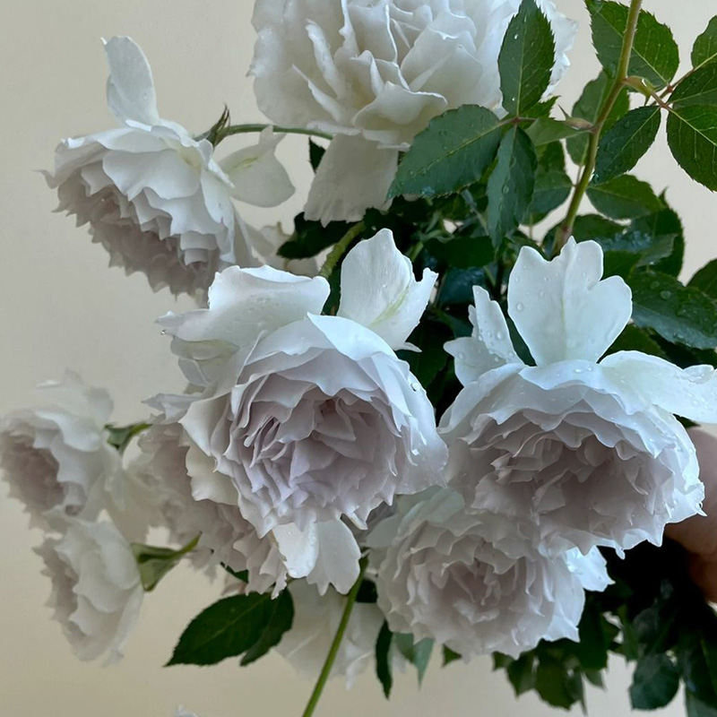 加百列大天使月季花大苗大花浓香四季开阳台花卉绿植物盆栽玫瑰花