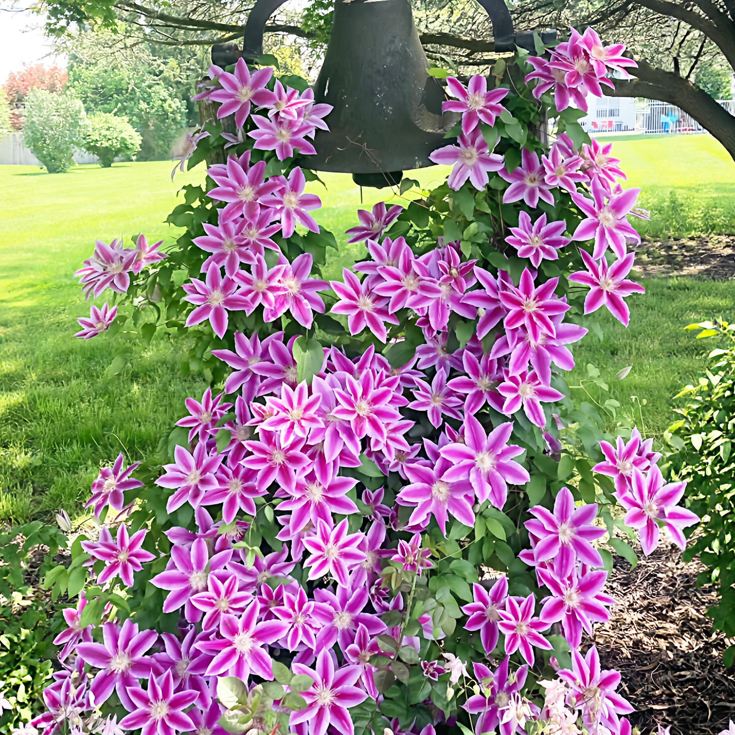 鲁佩尔博士铁线莲花盆栽爬藤花卉