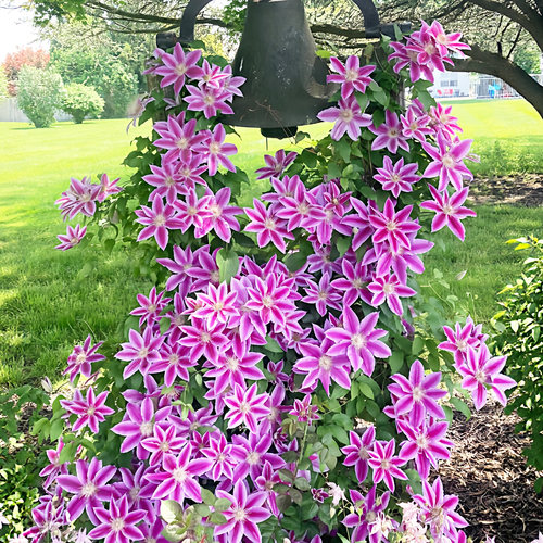 鲁佩尔博士铁线莲花盆栽爬藤花卉