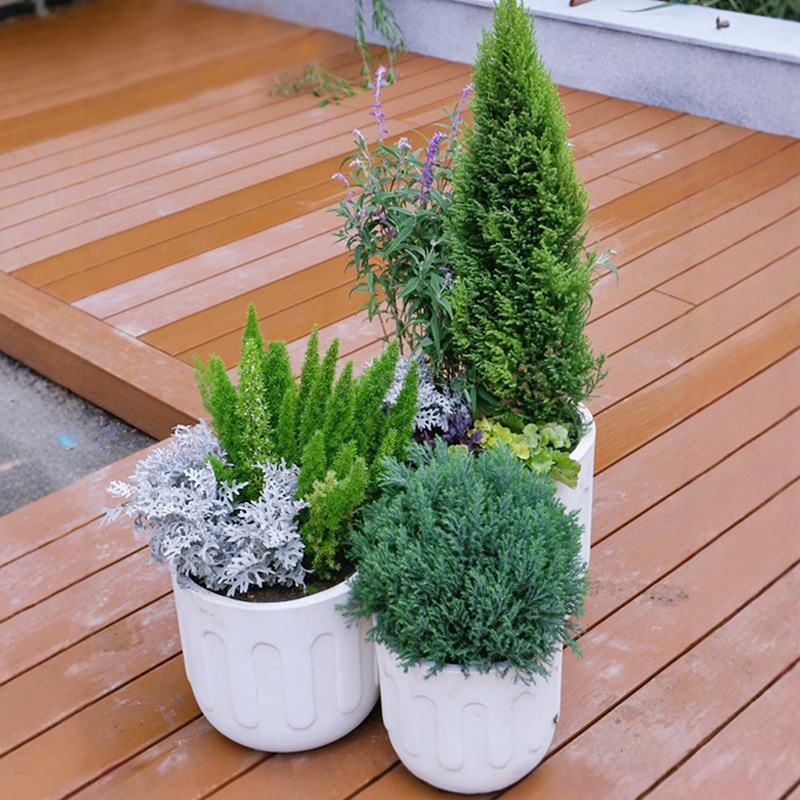 皮球松耐寒耐热花镜植物四季常绿