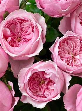 奥斯汀系列凯丽月季花大苗阳台庭院盆栽耐热勤开花四季大花粉红色