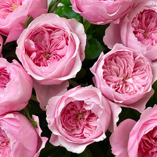 奥斯汀系列凯丽月季花大苗阳台庭院盆栽耐热勤开花四季大花粉红色