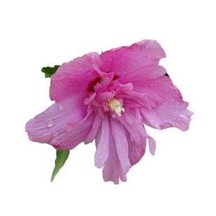 重瓣木槿花树苗盆栽浓香大花四季庭院篱笆植物耐寒花卉别墅风景树