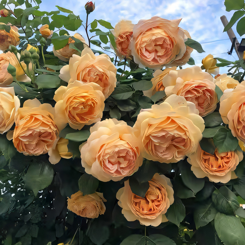 王妃藤本月季花大苗大花浓香勤花