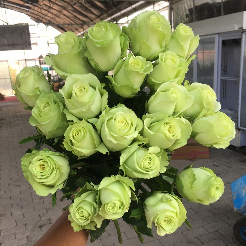 绿茵玫瑰花大苗盆栽奶油绿色玫瑰