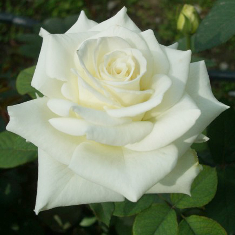 绿云大花浓香月季花大苗勤花品种阳台庭院绿植花卉玫瑰花盆栽四季