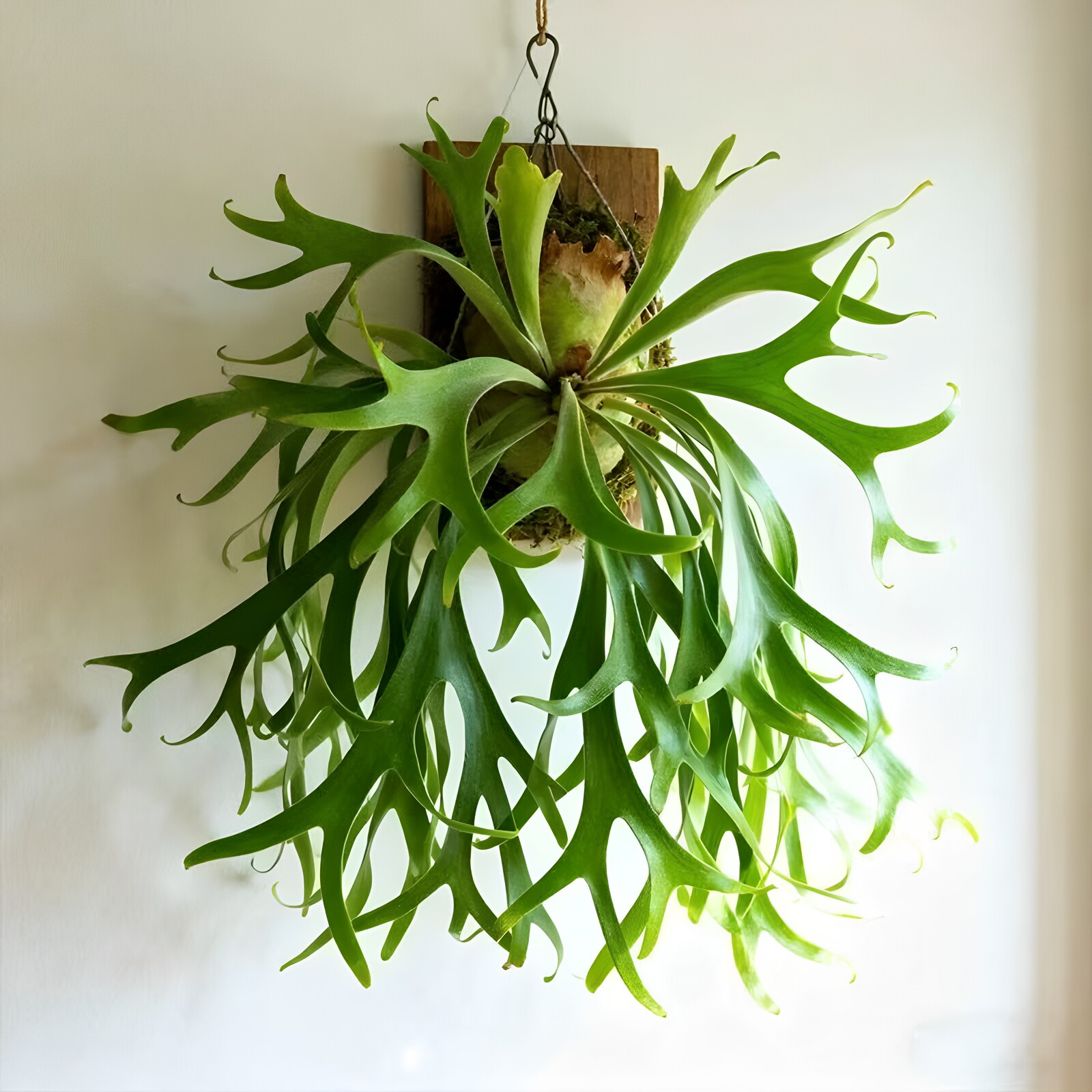 二歧鹿角蕨可板植挂板挂墙绿植苔藓蕨类懒人水培垂吊壁挂耐阴植物
