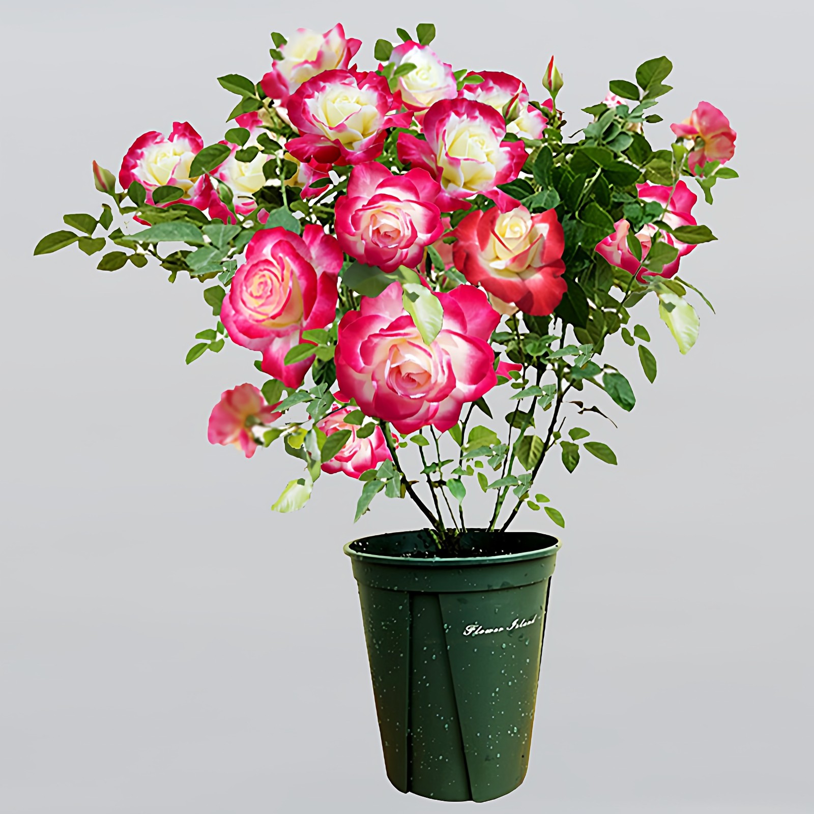 浓香月季花大苗盆栽红双喜庭院阳台特大花四季花卉绿植物香水玫瑰,鲜花速递/花卉仿真/绿植园艺,月季/蔷薇/玫瑰,淘宝优惠券,粉丝福利购,淘宝优惠卷