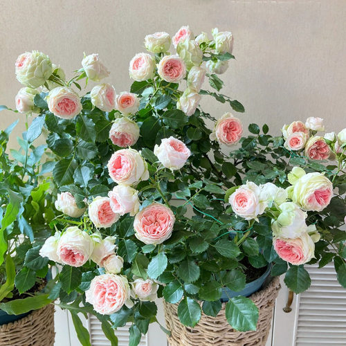 绒球门廊月季花大苗多季开花卉