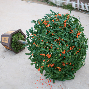 桂花树苗金桂盆栽浓香花卉庭院室内绿植物嫁接沉香丹桂花盆景 四季