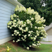 石灰灯圆锥木绣球花大苗盆栽香草草莓阳台庭院耐寒花卉植物耐爆晒