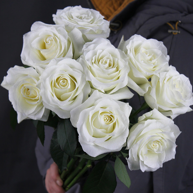 骄傲白色玫瑰花大苗盆栽肯尼亚玫瑰阳台庭院四季开特大花卉绿植物