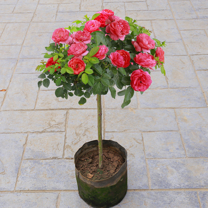 红色果汁阳台棒棒糖树状月季花树苗特大花玫瑰多季开阳台庭院浓香