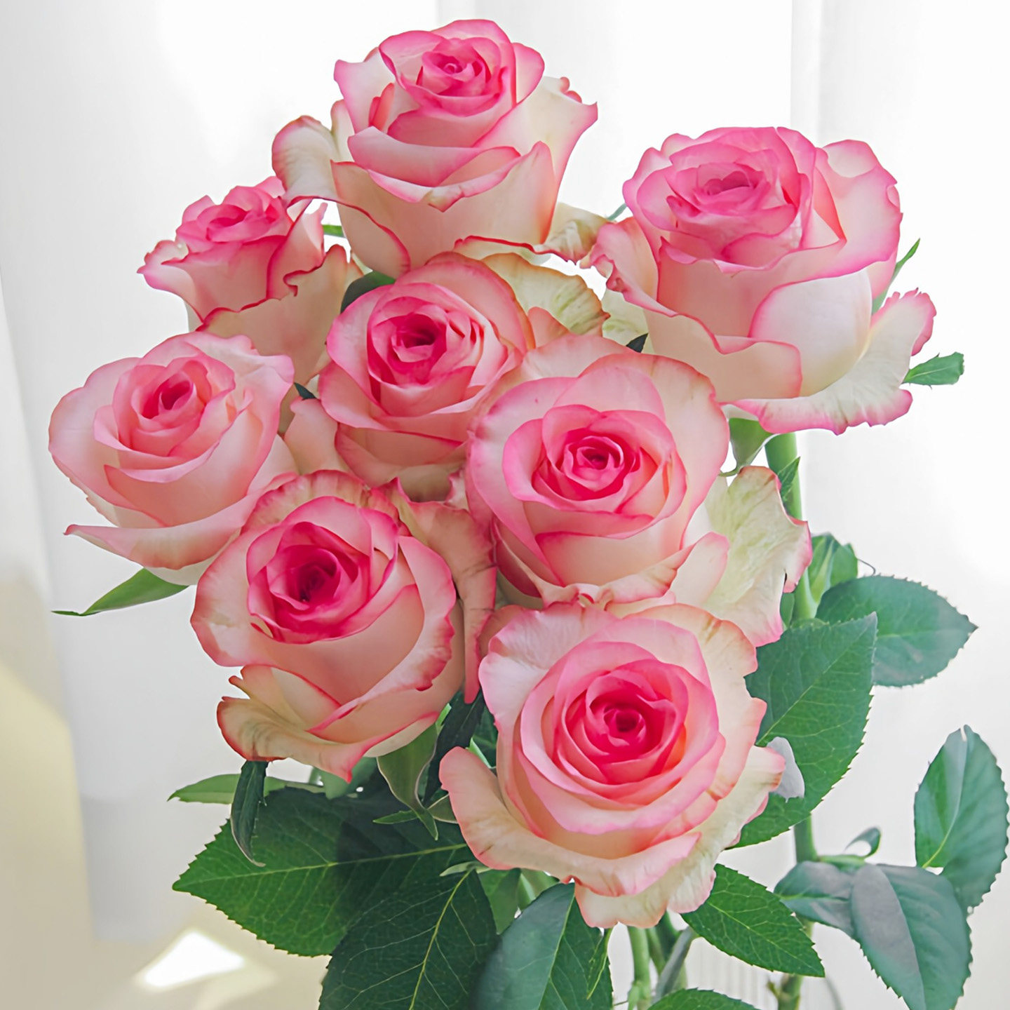 艾莎粉色玫瑰花苗盆栽老桩阳台庭院特大花浓香月季四季花卉带花苞,鲜花速递/花卉仿真/绿植园艺,月季/蔷薇/玫瑰,淘宝优惠券,粉丝福利购,淘宝优惠卷