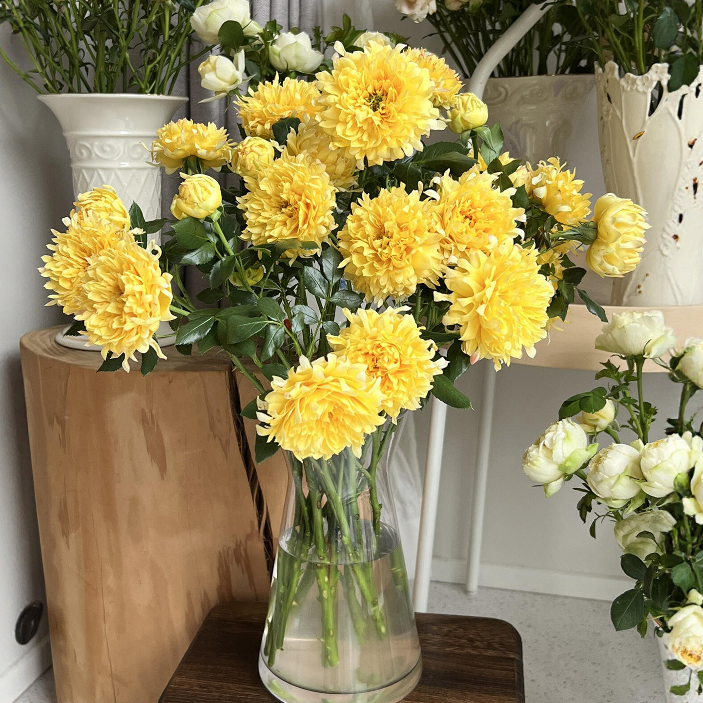 烟花波浪浓香月季花苗花型似菊花阳台勤花绿植物盆栽玫瑰大花