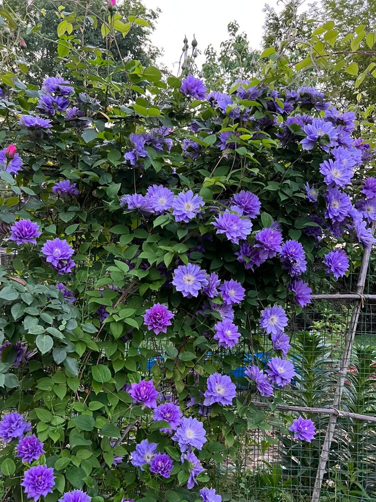 円空铁线莲花大苗爬藤花卉植物圆空大花重瓣攀援爬藤阳台庭院四季 鲜花速递/花卉仿真/绿植园艺 绣球/木绣球/木本植物 原图主图