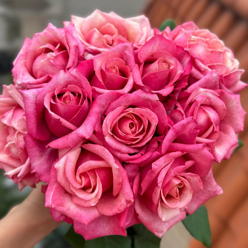 蓬皮杜月季花苗盆栽荷兰切花玫瑰