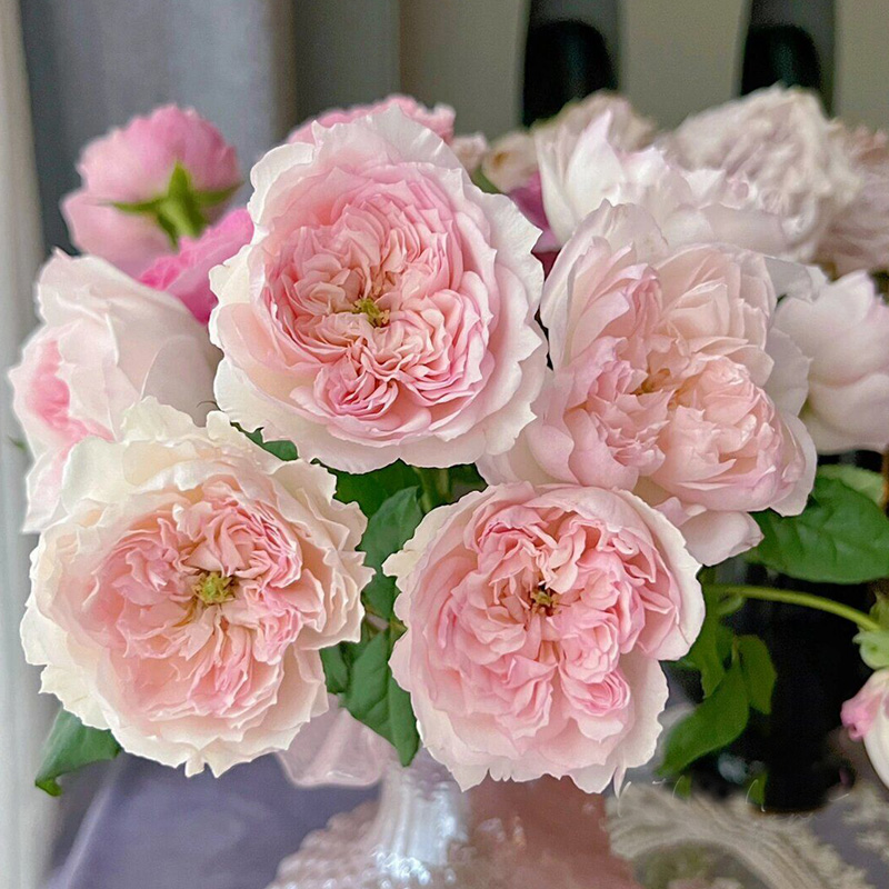 蝶之舞月季花大苗盆栽灌木阳台四季玫瑰庭院勤开花绿植物浓香花卉