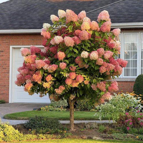 圆锥绣球棒棒糖树苗耐晒耐寒好养