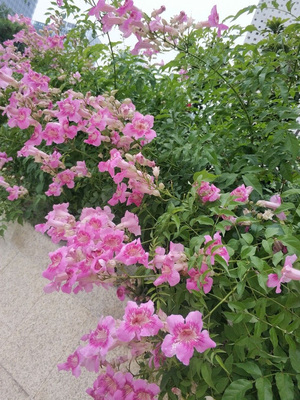 粉色凌霄花大苗盆栽爬藤花卉植物开花多阳台庭院四季攀援浓香紫藤