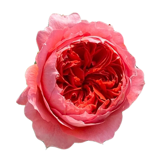 朱砂碗月季花大苗盆栽阳台耐热玫瑰大花多季灌木丰花庭院浓香花卉