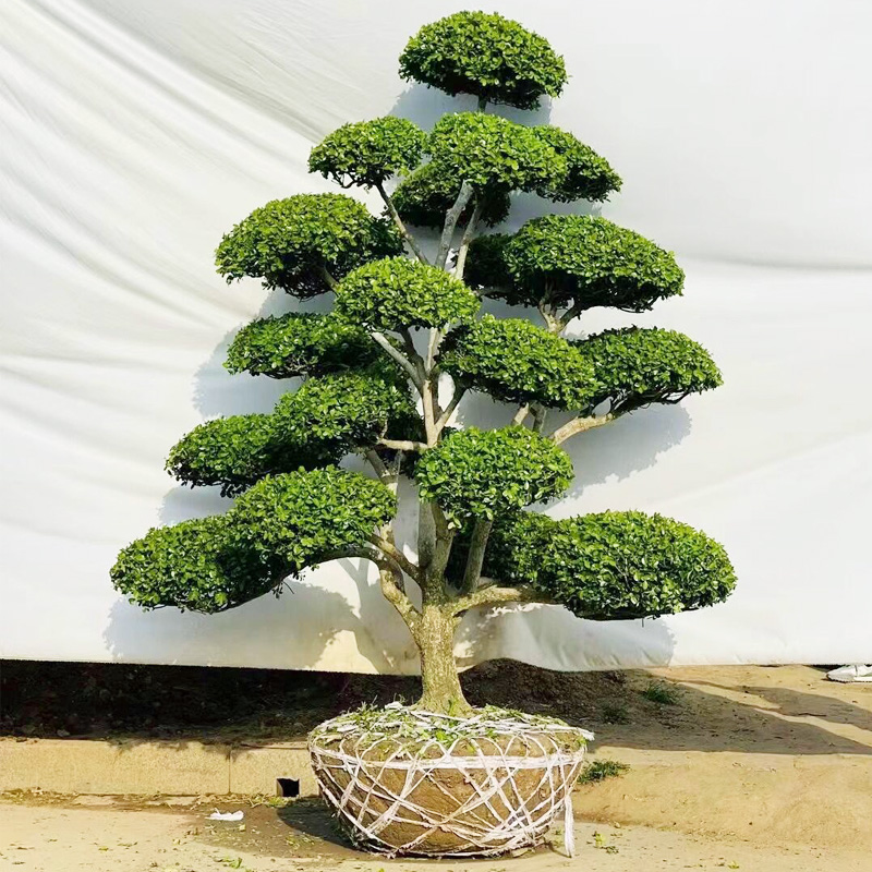 小叶造型黄杨树庭院别墅风景树