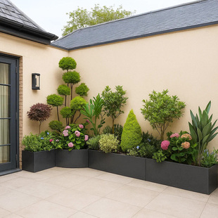 小叶女贞造型树苗亮晶多头女贞树金叶女贞球多分支花园造景棒棒糖