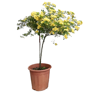 黄木香花苗盆栽大苗浓香花卉七里香阳台庭院爬藤垂吊植物老桩四季