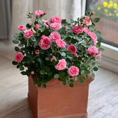 心上人无刺月季 花大苗盆栽阳台微月个头小开花多四季 开玫瑰绿植物