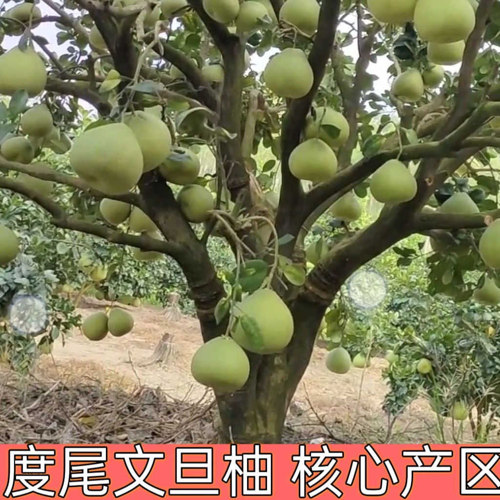 正宗度尾文旦柚水果非玉环酸甜可口柚子回头柚度尾镇发货