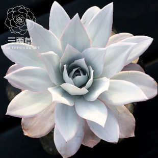 【一物一拍】广寒宫 非刚叶莲群生多头老桩多肉植物韩国进口