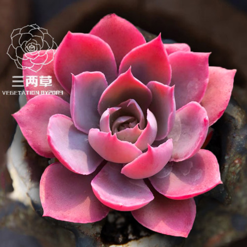 円高還元 ピンク多肉球 インテリア 住まい 日用品 その他 Www Khalil Mamoon Com