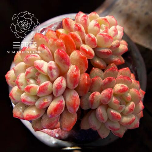 阳台庭院好养活景天科萌豆多肉