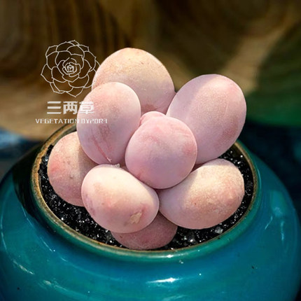 【一物一拍】汤圆 多肉植物 多头群生 奶酪美人系列多肉 阳台胖肉