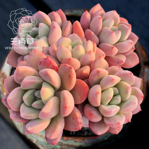 白鹭群生老桩桃蛋多肉植物