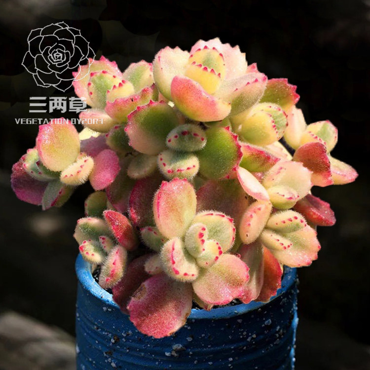 【一物一拍】白熊 群生多头老桩多肉植物韩国进口花卉萌肉肉