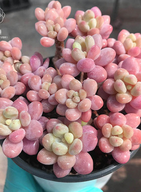 【一物一拍】洛可可鱼子酱达芙妮蒂芙尼多头群生多肉植物满18包邮