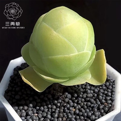 阳台非常容易除甲醛多肉植物