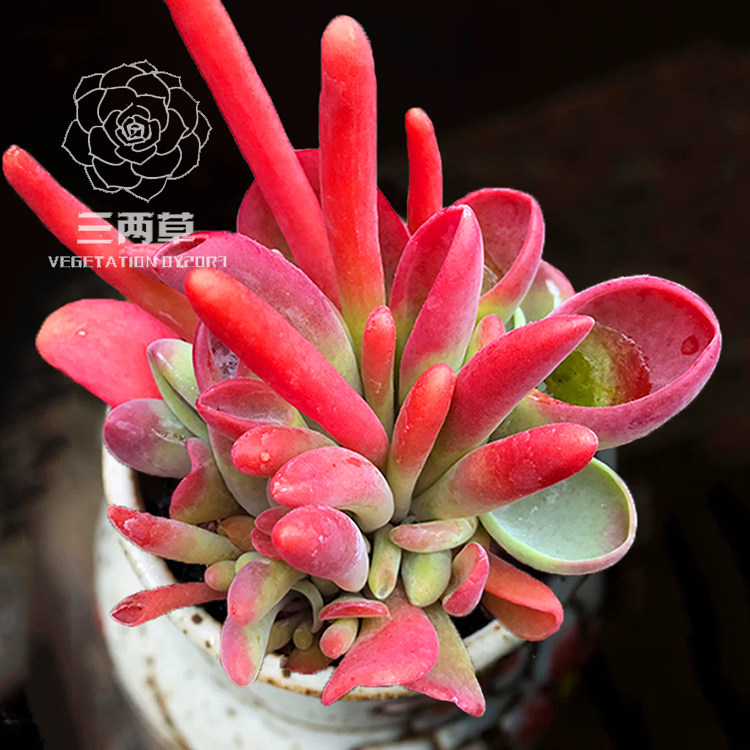 【一物一拍】火狐狸 多肉植物 多头群生韩国大棚花卉