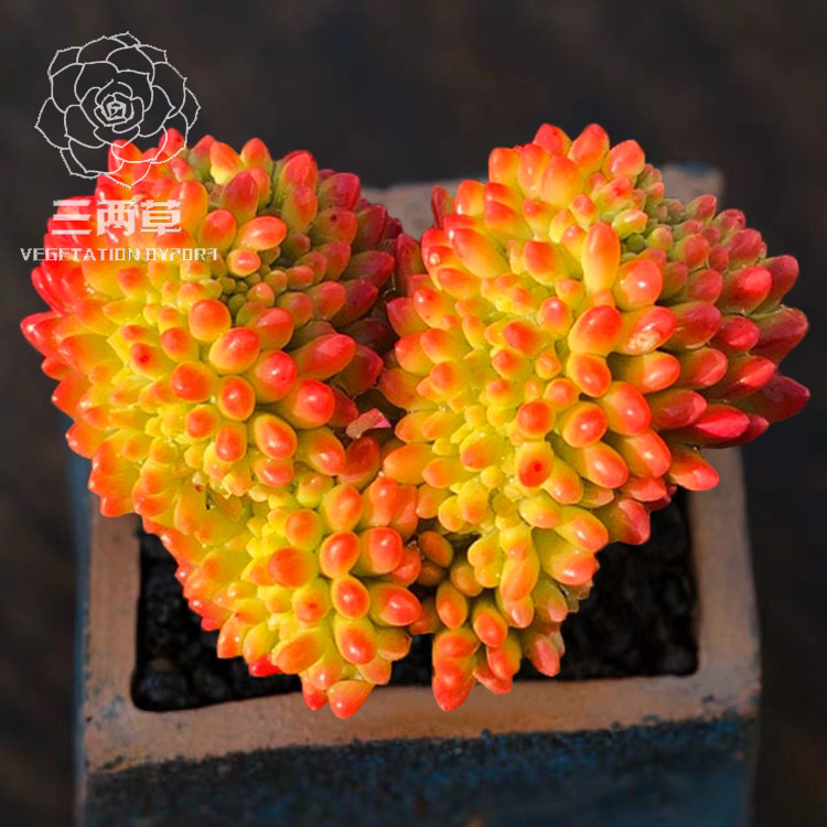 【一物一拍】柠檬手指缀化 青松缀化 老桩群生多头多肉植物韩国