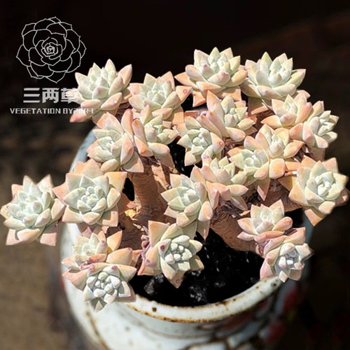 白菊群生多头多肉植物一物一拍