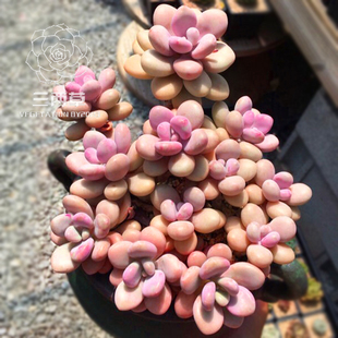粉色多肉植物群生小老桩云南 一物一拍 丸叶桃蛋 水光针桃蛋