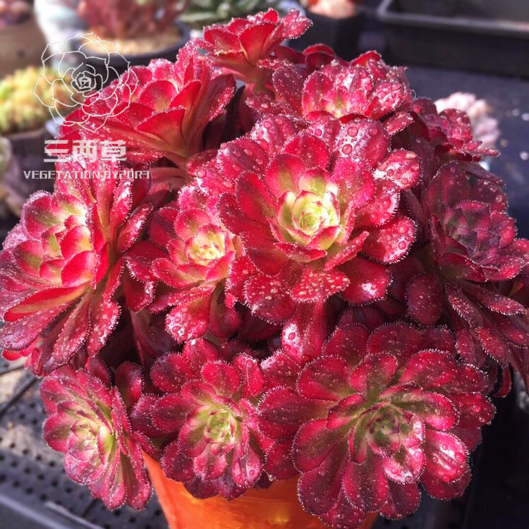 【一物一拍】红覆轮法师 红覆轮锦 群生多头多肉植物 法师老桩