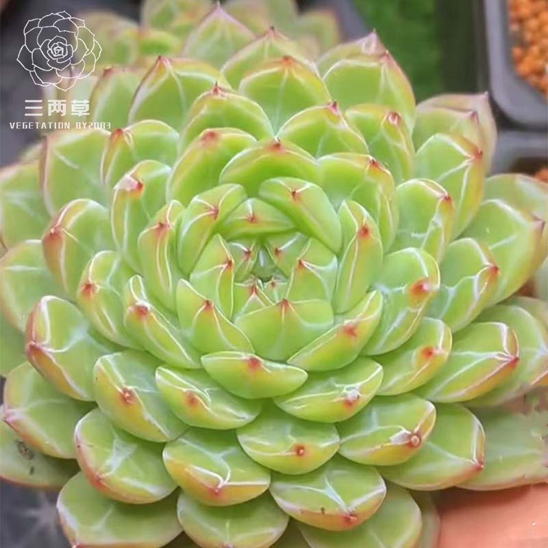 雪花珍妮 多肉植物花卉暗纹系韩货正版 三两草实物拍摄肉肉18包邮