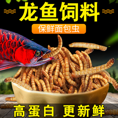 龙鱼饲料金龙红龙银龙鱼食血鹦鹉招财鱼罗汉鱼保鲜大麦虫干面包