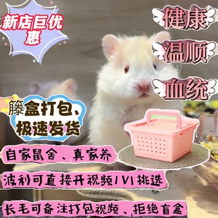 家养长毛金丝熊纯银肉桂米熊温顺卷毛波利小仓鼠活体视频挑选公母