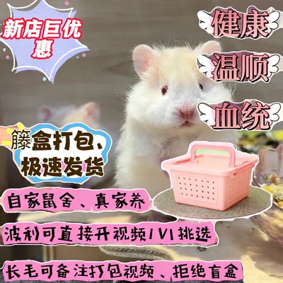 家养金丝熊仓鼠活体公母视频选