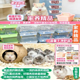 金丝熊活体 卷毛黑波利 蜜波利火波利纯银鸽灰肉桂纯家养大体幼崽